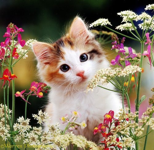 Background Cute Cat Wallpaper