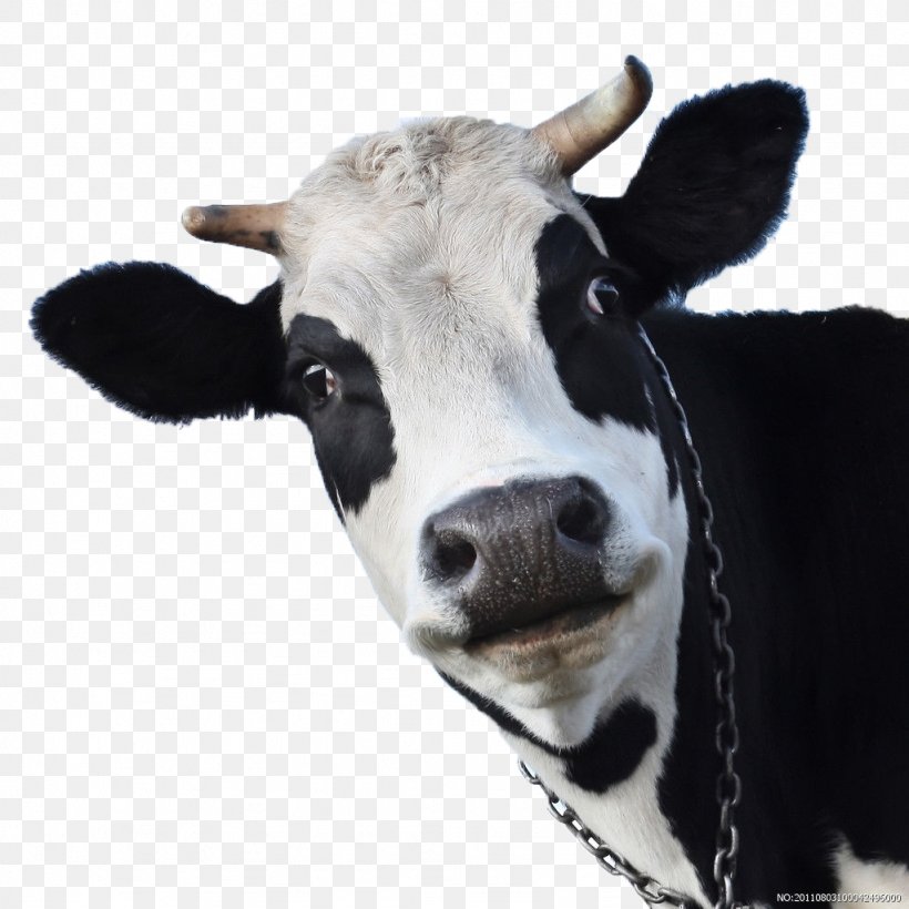 Cow Wallpaper - EnWallpaper
