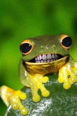 HD Frog Wallpaper