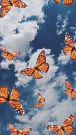 Butterfly Wallpaper HD - EnWallpaper