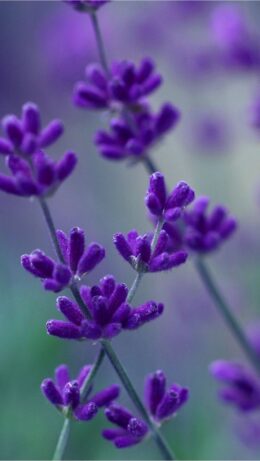 Lavender Wallpaper