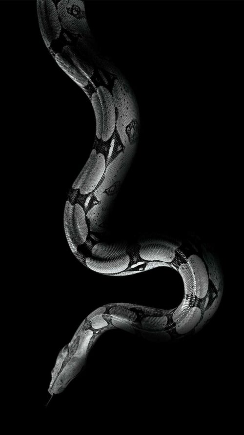 Snake Wallpaper