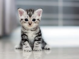 Cute Cat Wallpaper