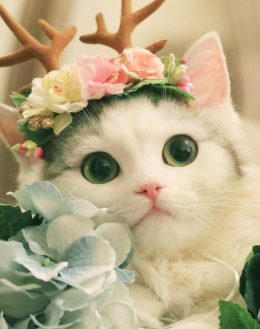 Cute Cat Wallpaper