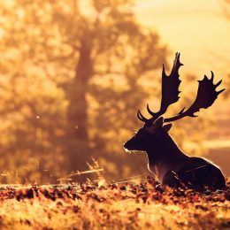 Deer Wallpaper