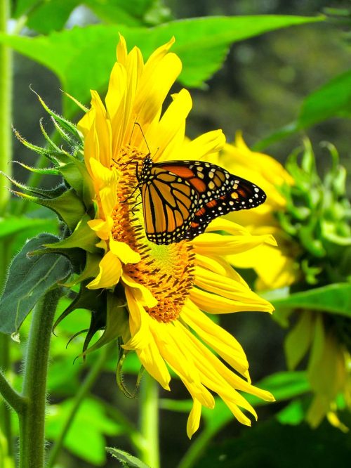 Background Sunflower Wallpaper - EnWallpaper