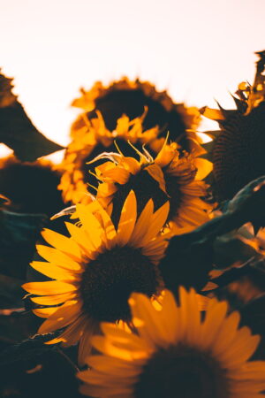 Background Sunflower Wallpaper - EnWallpaper