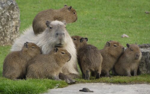 Desktop Capybara Wallpaper