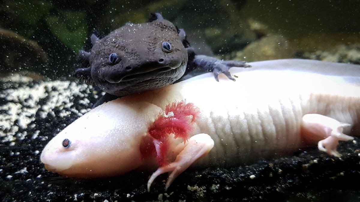 Axolotl Desktop Wallpaper