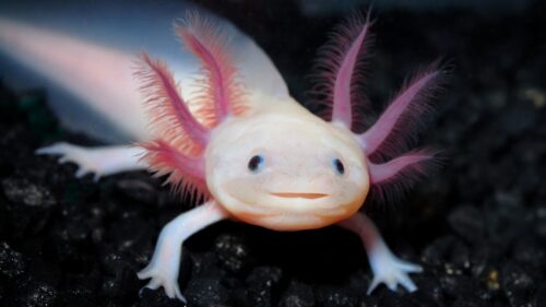 Axolotl Desktop Wallpaper