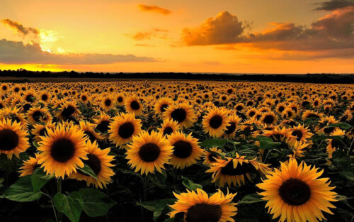 Sunflower Desktop Wallpaper