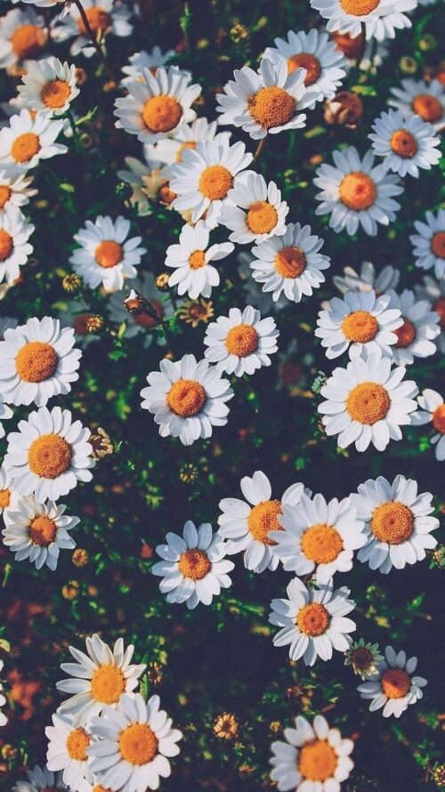 Daisy Wallpaper