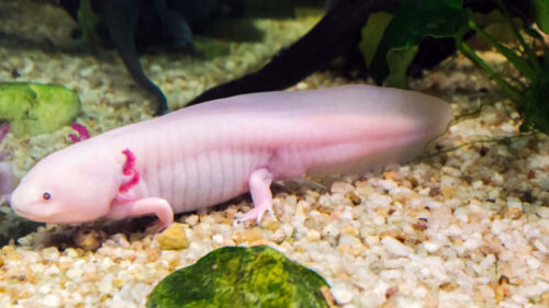 Axolotl Desktop Wallpaper