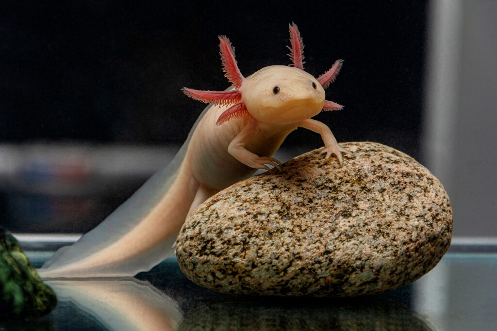 Axolotl Desktop Wallpaper