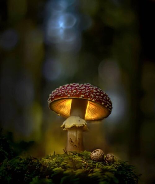 Background Mushroom Wallpaper