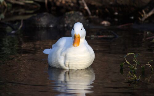 Duck Desktop Wallpaper