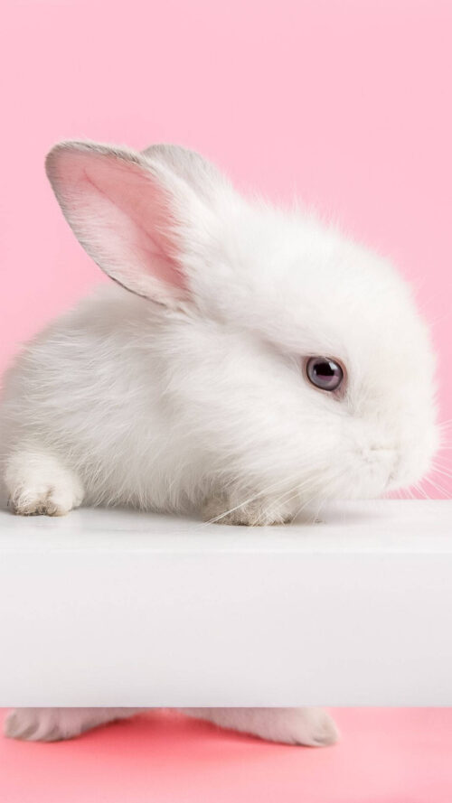 Background Bunny Wallpaper