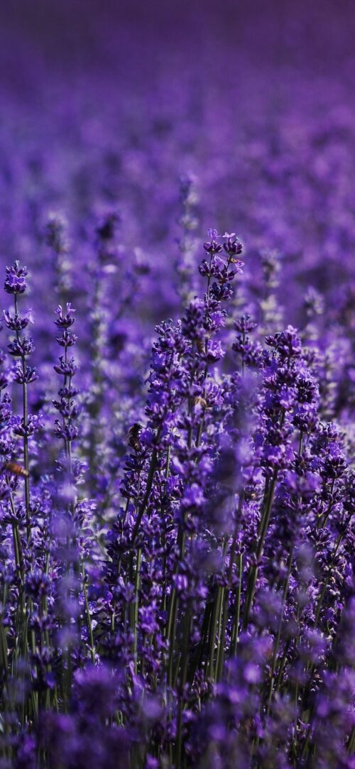 Background Lavender Wallpaper