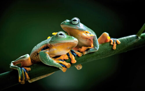 Cute Frog Desktop Wallpaper