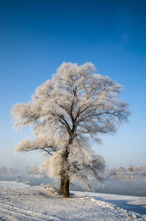 Background Winter Wallpaper