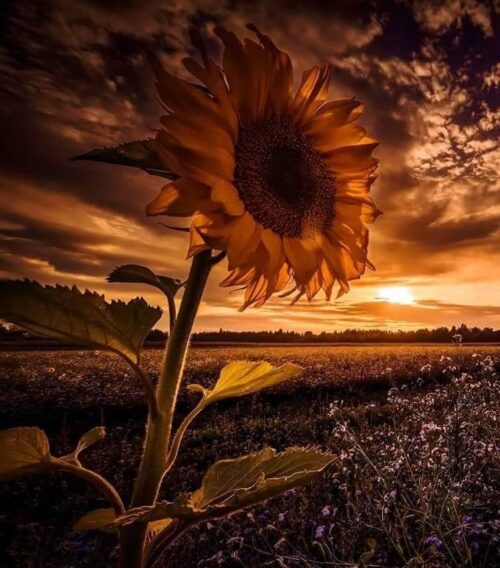 Background Sunflower Wallpaper