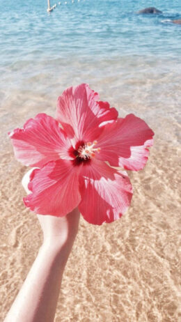 Background Hibiscus Wallpaper