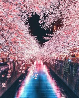 Background Cherry Blossom Wallpaper