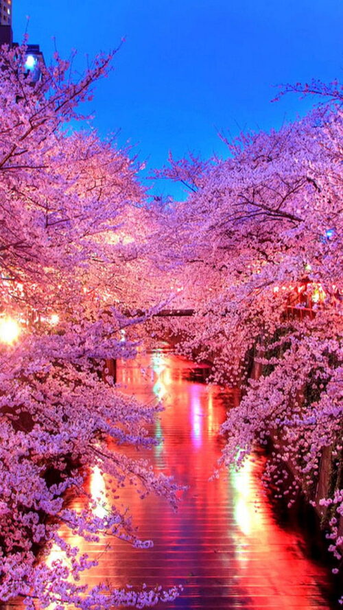 Background Cherry Blossom Wallpaper