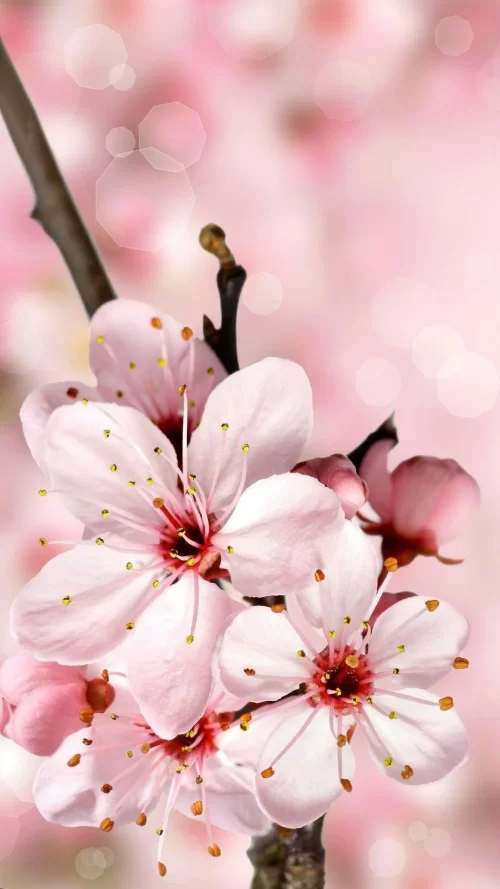 Background Cherry Blossom Wallpaper