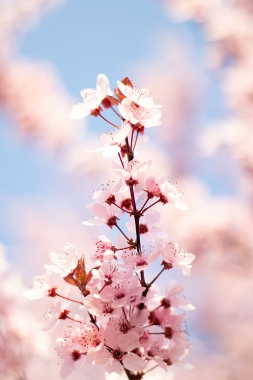 Background Cherry Blossom Wallpaper