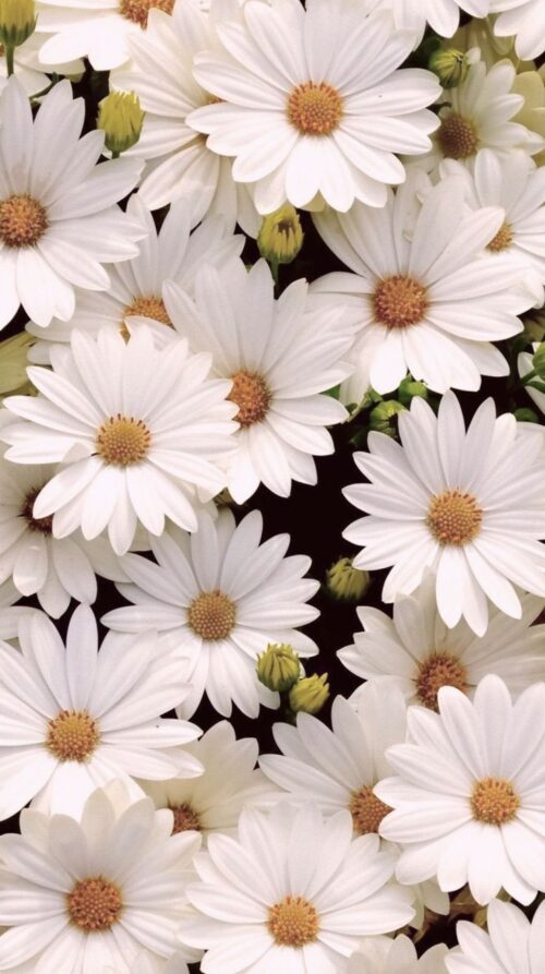 Background Daisy Wallpaper