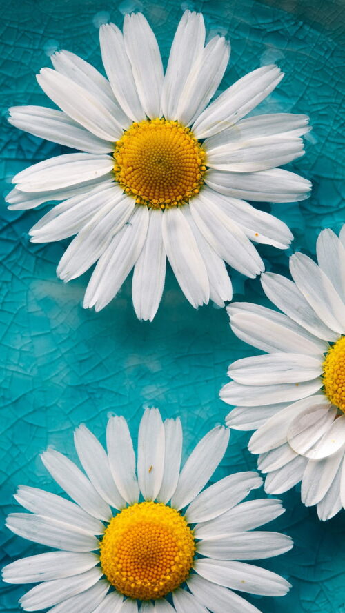 Background Daisy Wallpaper