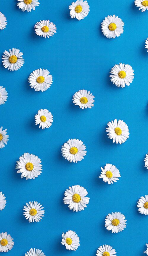 Background Daisy Wallpaper