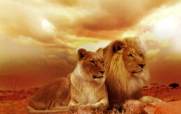Lion Desktop Wallpaper