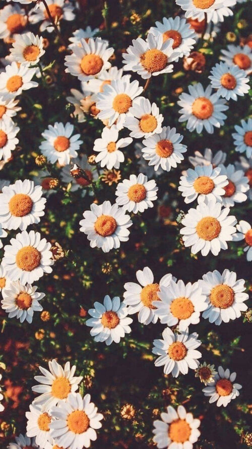 Background Daisy Wallpaper