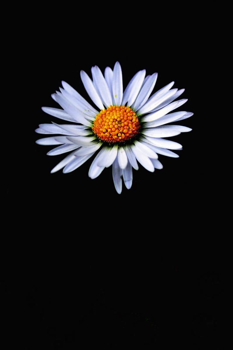 Background Daisy Wallpaper