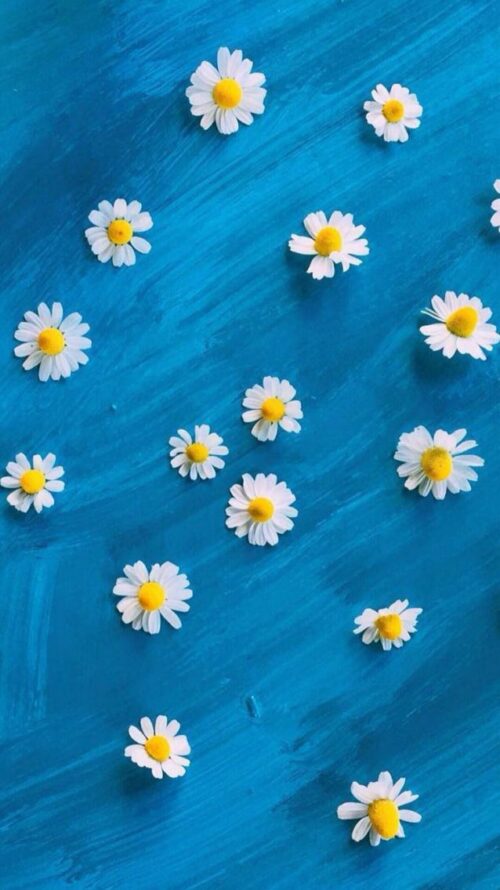 Background Daisy Wallpaper