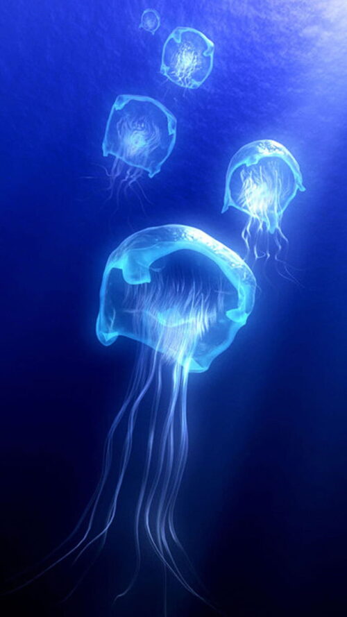 Background Jellyfish Wallpaper