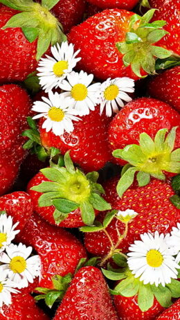 Background Strawberry Wallpaper