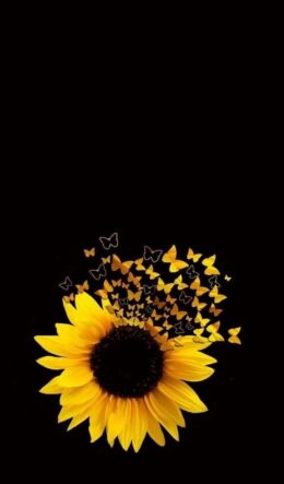 Background Sunflower Wallpaper