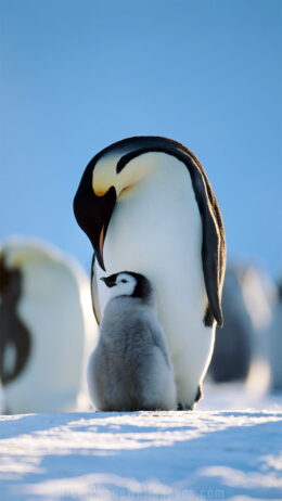 HD Penguin Wallpaper