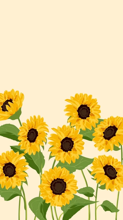 Sunflower Background