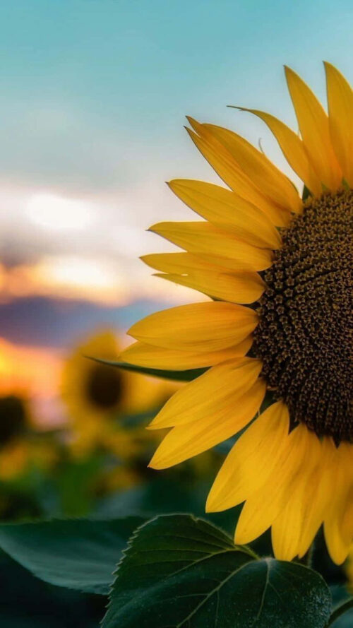 Sunflower Wallpaper