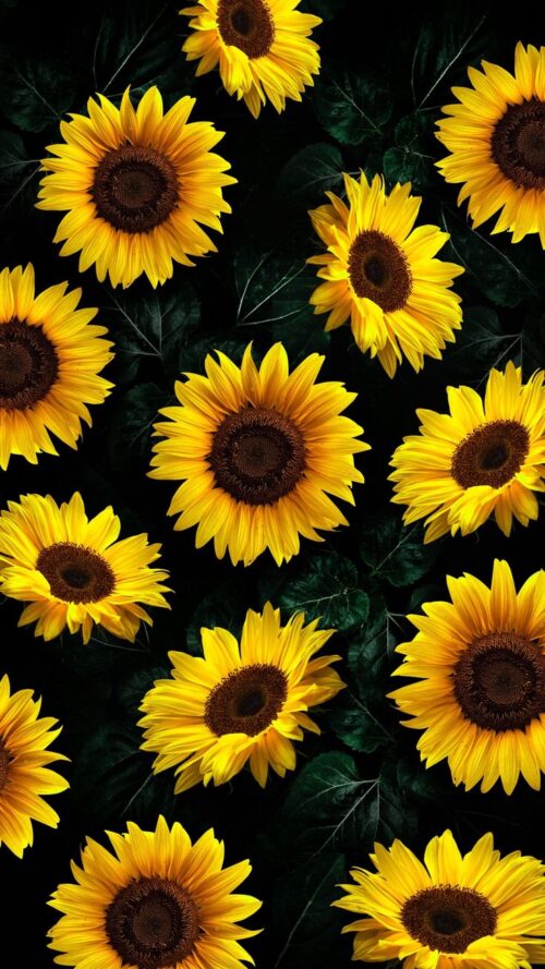 Sunflower Wallpaper