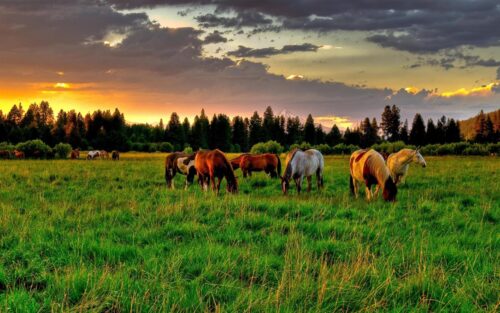 Farm Desktop Wallpaper