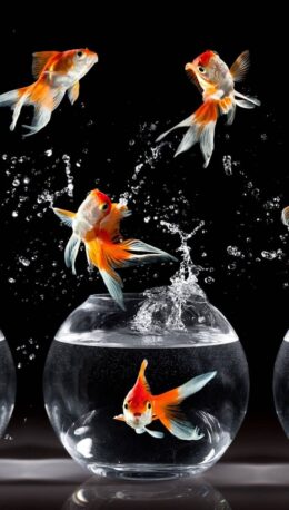 Background Fish Wallpaper