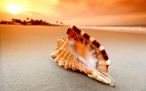 Seashell Desktop Wallpaper