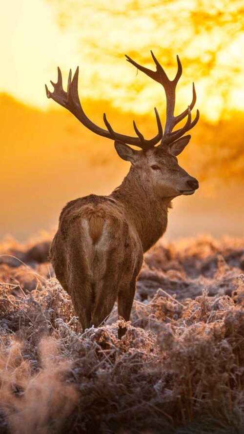 Background Deer Wallpaper