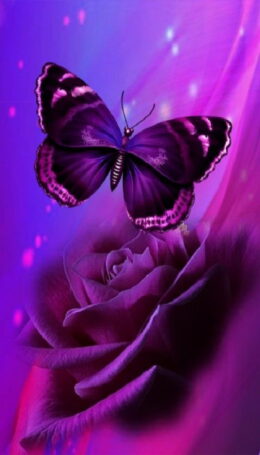 Background Butterfly Wallpaper