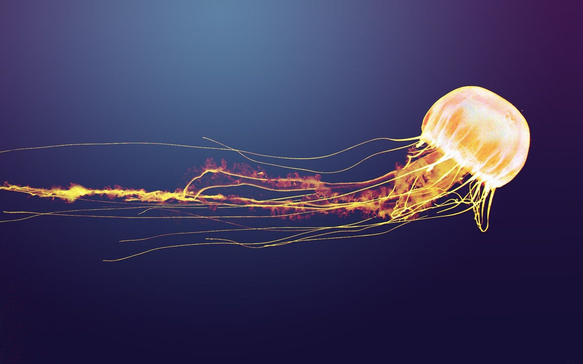 Jellyfish Desktop Wallpaper